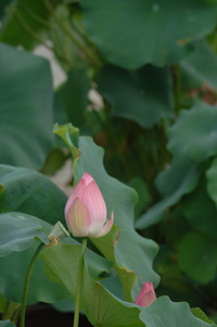 今回の水生植物公園♪