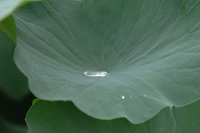 今回の水生植物公園♪(その4)
