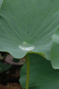 今回の水生植物公園♪(その4)