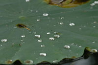 今回の水生植物公園♪(その4)