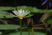 今回の水生植物公園♪(その5)