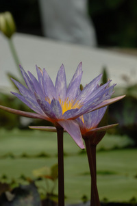 今回の水生植物公園♪(その5)