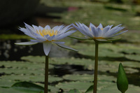 今回の水生植物公園♪(その5)