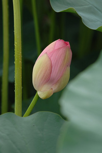 今回の水生植物公園♪(その6)