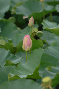 今回の水生植物公園♪(その6)
