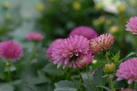 7月の花隊長のお店♪(その6)
