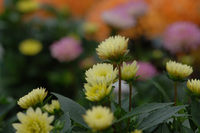 7月の花隊長のお店♪(その6)