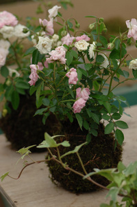 7月の花隊長のお店♪(その7)