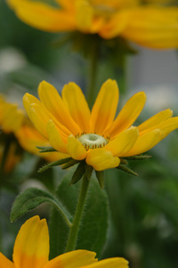 7月の花隊長のお店♪(その8)