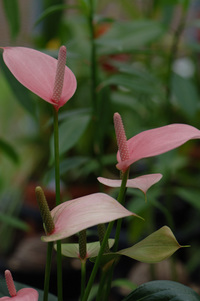 7月の花隊長のお店♪(その11)