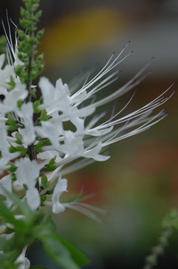 7月の花隊長のお店♪(その14)
