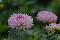 7月の花隊長のお店♪(その16)