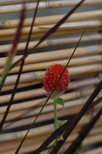 8月の花隊長のお店♪
