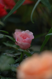 ちょっと前の花隊長のお店♪(その5)