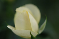 ちょっと前の花隊長のお店♪(その5)