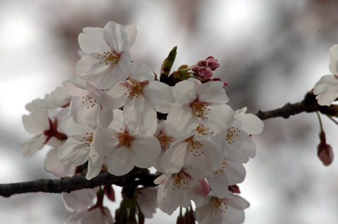 岡崎公園の桜♪
