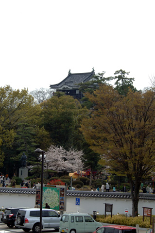岡崎公園の桜♪