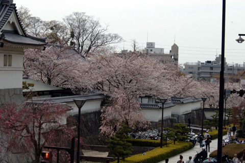 岡崎公園の桜♪