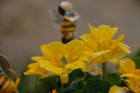 自宅の花♪