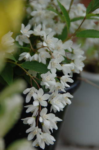 自宅の花♪