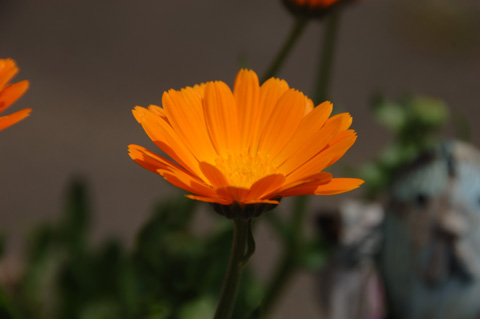 自宅の花♪