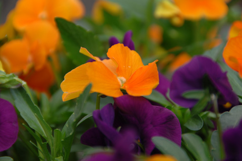 自宅の花♪