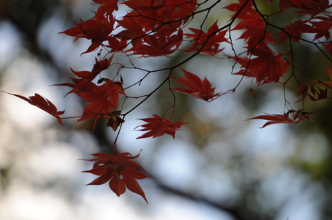 永源寺♪(その5)