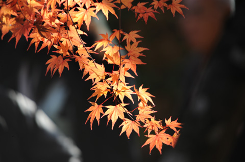 永源寺♪(その10)