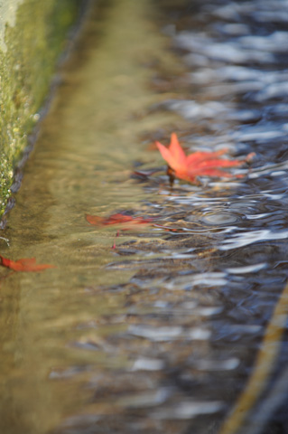 永源寺♪(その11)