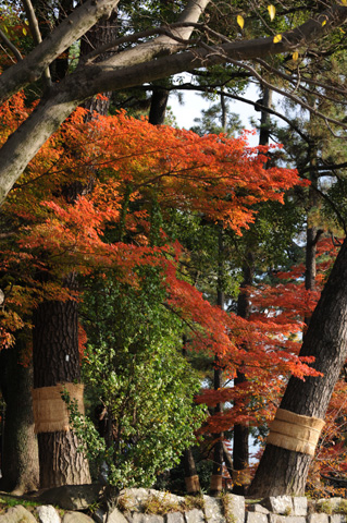 岡崎公園♪(その7)