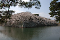 彦根城♪
