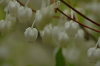 花フェスタ記念公園で♪（その7）