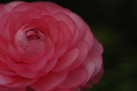 花フェスタ記念公園で♪（その9）