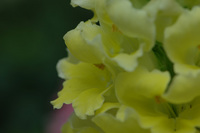 花フェスタ記念公園で♪（その16）