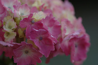 紫陽花♪