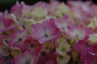 紫陽花♪