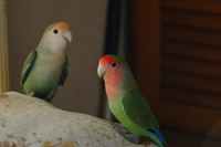 コザクラインコ♪