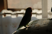 コザクラインコ♪
