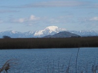 ヨシ刈りと伊吹山