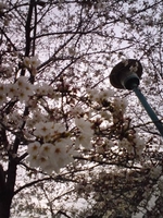 娘と桜