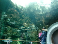 琵琶湖博物館