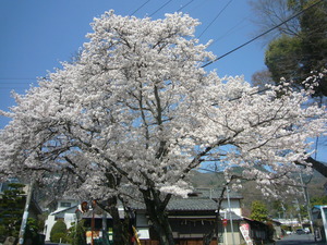 桜