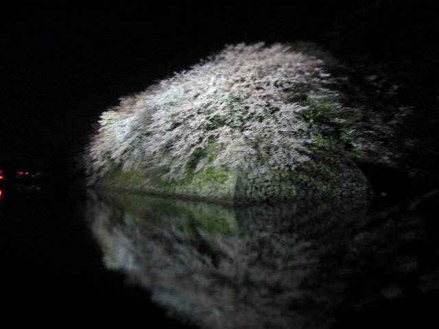 彦根城の夜桜♪