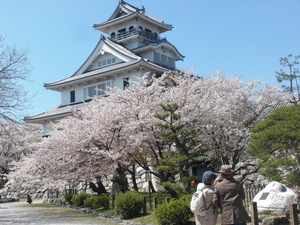 豊公園桜