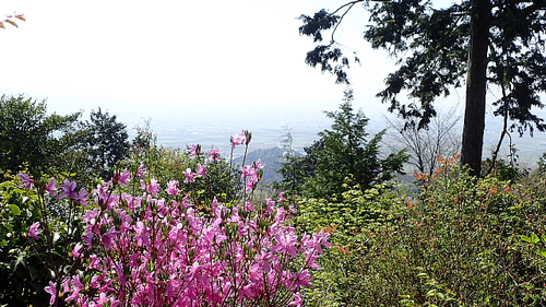 本坂から荒神山469