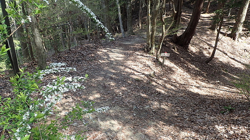 本坂から荒神山469