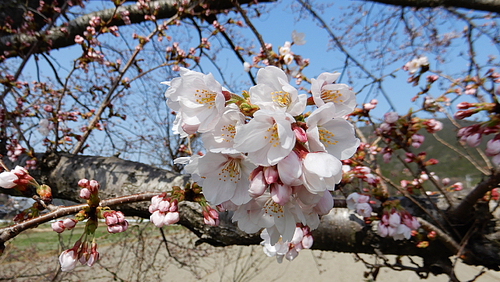 宇曽川の桜