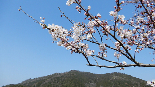 宇曽川の桜