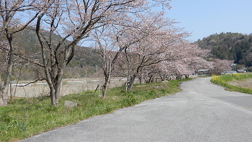 宇曽川の桜