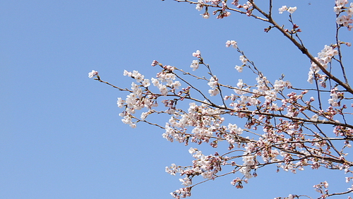 宇曽川の桜